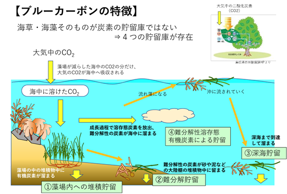 ブルーカーボン生態系に基づく新たな水産業の展開