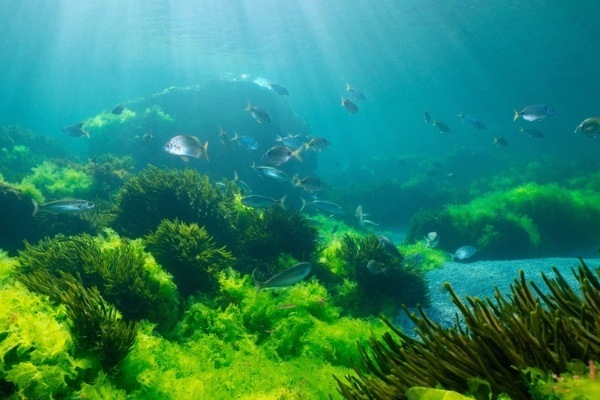 環境省、国連公海等生物多様性協定における国内措置のガイドライン案で意見公募。海洋環境影響評価の手続きを整備